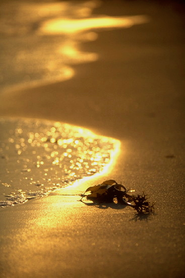 ���N���b�N�F�g�b�v�y�[�W�ɖ߂�A�E�N���b�N�F�摜����荞�ނƂ����ł��܂�